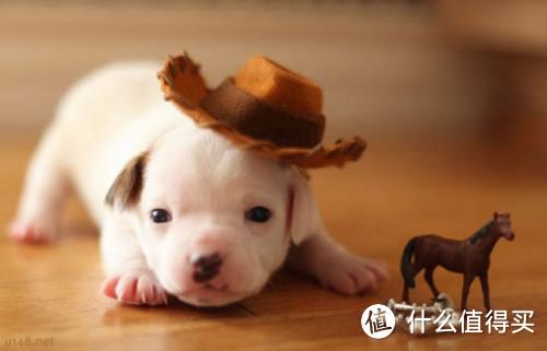 小狗到家后该准备什么呢? 新手狗奴必买榜