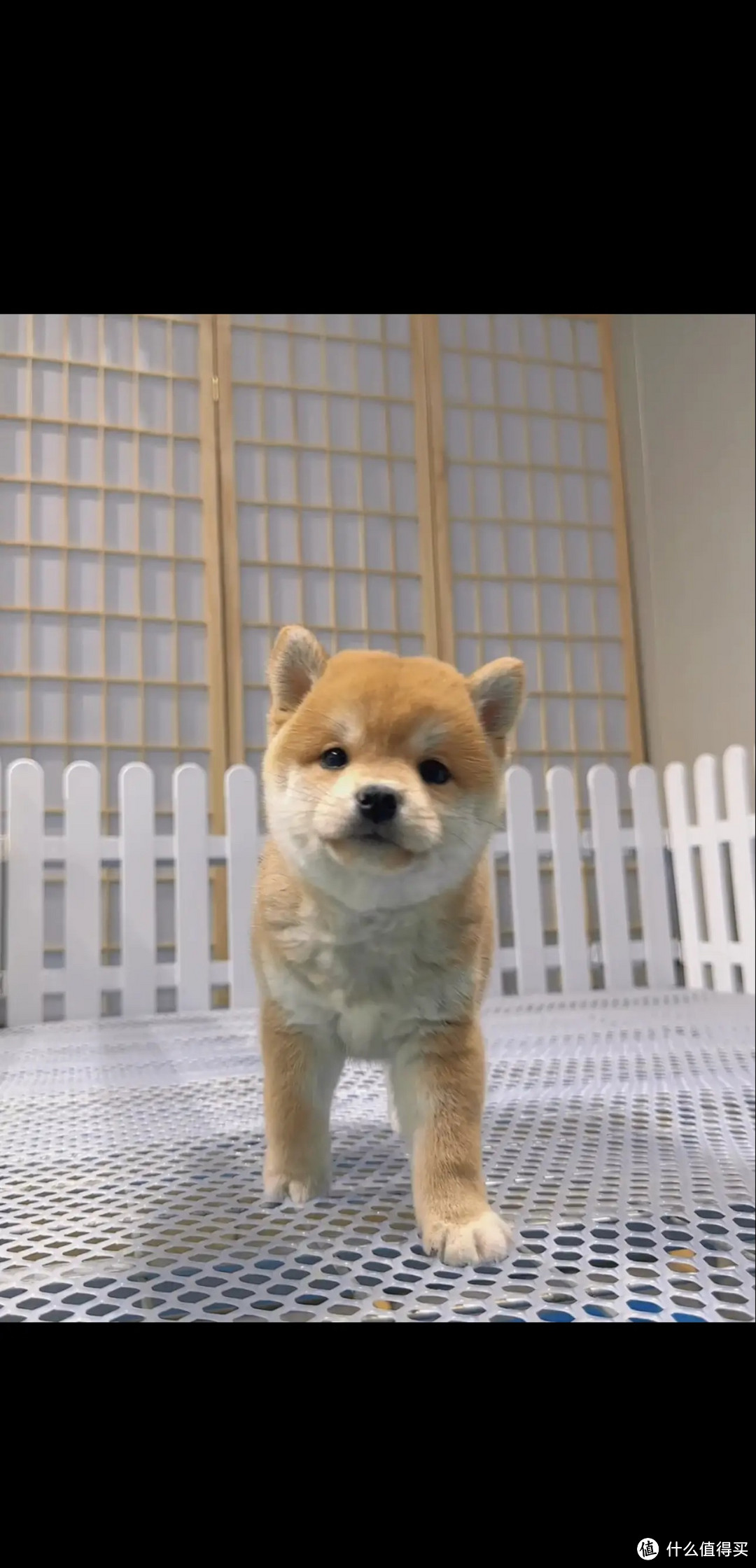 小狗初长成:如何挑选合适的宠物狗?