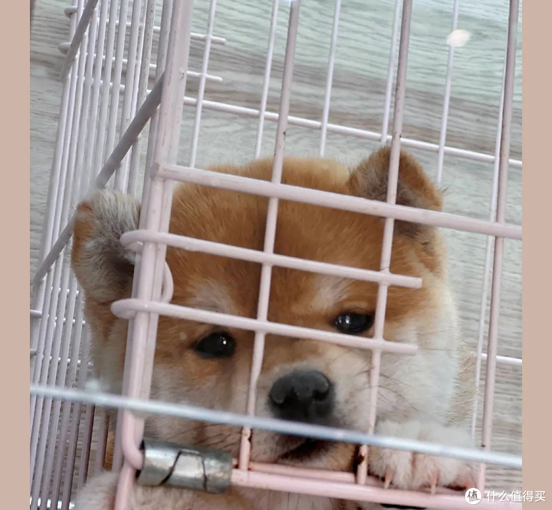 小狗初长成:如何挑选合适的宠物狗?